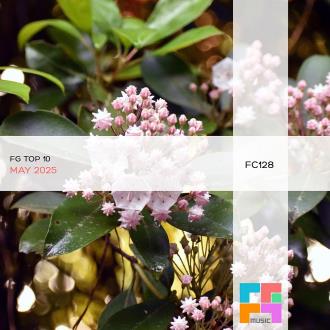 VA - FG Top 10: May 2025 (2025) MP3